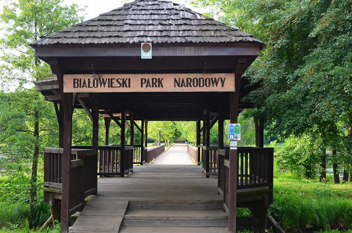 Le parc national de Bialowieza a Bielorussie